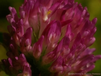 Trifolium_pratense_2008-2.jpg