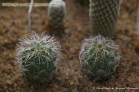 Имя файла=Turbinicarpus_saueri_06_10-1.jpg
Размер файла=207КБ
Размеры=1000x665
Дата=Июнь 23, 2010 Turbinicarpus_saueri_06_10-1.jpg