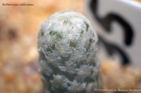 Имя файла=Turbinicarpus_valdezianus_06_10-1.jpg
Размер файла=181КБ
Размеры=1000x665
Дата=Июнь 23, 2010 Turbinicarpus_valdezianus_06_10-1.jpg