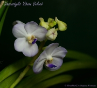 Vascostylis_Viboon_Velvet_06_12-4~0.jpg