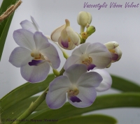 Vascostylis_Viboon_Velvet_06_12-5.jpg