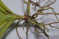 Vascostylis_Viboon_Velvet_08_12-1.jpg