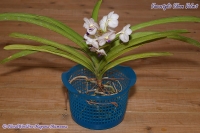 Vascostylis_Viboon_Velvet_08_12-4.jpg