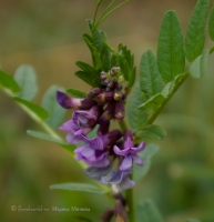 Имя файла=Vicia_cracca.jpg
Размер файла=143КБ
Размеры=773x800
Дата=Янв 22, 2008 Vicia_cracca.jpg