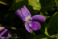 Viola_sylvatica_04_2008-1.jpg