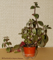 achimenes_5-1_2008.jpg