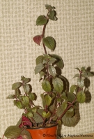 achimenes_5-3_2008.jpg