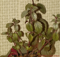 achimenes_5-4_2008.jpg