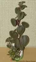 achimenes_6-1_2008.jpg