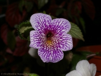 achimenes_Am_Ver_08-7-2.jpg