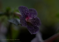 achimenes_Am_Ver_08-7.jpg