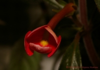 achimenes_ukn-2-buton-1_2008.jpg