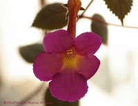 achimenes_ukn-3-2_2008.jpg