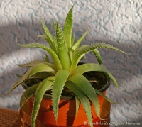 aloe_aristata_1-2.jpg