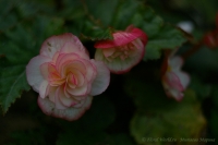 begonia_rose_08_08-1.jpg