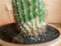 cactus_5.jpg