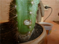 cactus_6.jpg