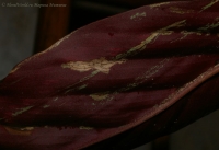 calathea_trips_1-1.jpg