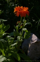 calendula_07_08-5.jpg