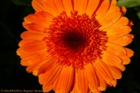 calendula_07_08-6.jpg