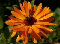 calendula_muha1_2007.jpg