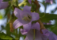 campanula_07_08-1.jpg