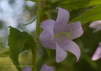 campanula_07_08-2.jpg