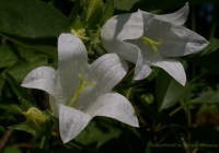 campanula_alba_07_08-1.jpg