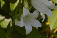 campanula_alba_07_08-2.jpg