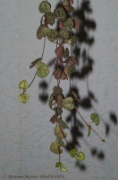 ceropegia_woodii_2-3.jpg