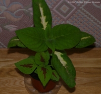 coleus_sp_1.jpg