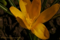 Имя файла=crocus_04_2008-1.jpg
Размер файла=77КБ
Размеры=1000x665
Дата=Июнь 26, 2008 crocus_04_2008-1.jpg