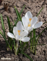 crocusy_1-1.jpg