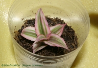 cryptanthus_bivittatus-2(1).jpg