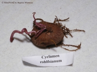 Имя файла=cyclamen_rohlfsianum_11_11-2.jpg
Размер файла=272КБ
Размеры=1000x746
Дата=Нояб 14, 2011 cyclamen_rohlfsianum_11_11-2.jpg