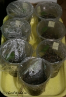 Имя файла=cyclamen_seed.jpg
Размер файла=59КБ
Размеры=412x600
Дата=Дек 12, 2008 cyclamen_seed.jpg