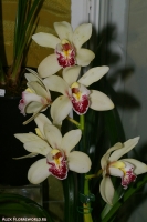 Имя файла=cymbidium_sp_2-1.jpg
Размер файла=185КБ
Размеры=665x1000
Дата=Апр 02, 2009 cymbidium_sp_2-1.jpg