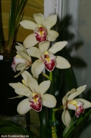 cymbidium_sp_2-1.jpg