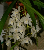 Имя файла=cymbidium_sp_2-2.jpg
Размер файла=318КБ
Размеры=865x1000
Дата=Апр 02, 2009 cymbidium_sp_2-2.jpg