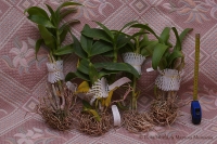 dendrobium_hybrids-2.jpg