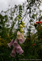 digitalis_9_11-2.jpg