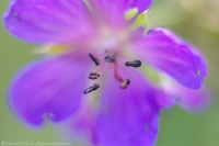 geranium_2008-1.jpg