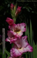 gladiolus_08-1.jpg