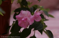 impatiens_apple_blossom_5_11-2.jpg