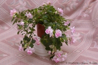 Имя файла=impatiens_apple_blossom_5_11-4.jpg
Размер файла=244КБ
Размеры=1000x665
Дата=Сент 03, 2011 impatiens_apple_blossom_5_11-4.jpg