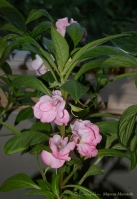 impatiens_balsamina_1.jpg