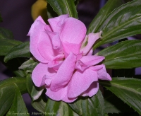 impatiens_balsamina_3.jpg