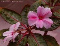Имя файла=impatiens_hybrid_5_11-4.jpg
Размер файла=180КБ
Размеры=900x695
Дата=Сент 03, 2011 impatiens_hybrid_5_11-4.jpg