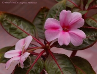 impatiens_hybrid_5_11-4.jpg