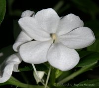 impatiens_waleriana_b2.jpg